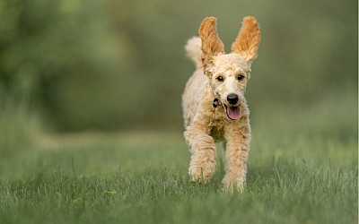 Hundefreilauf in Steinfurt