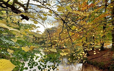 Bei den Regenmännchen im Bagno Wald